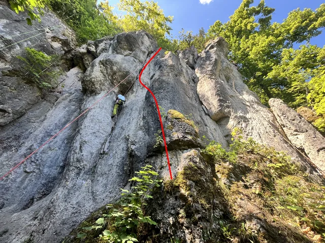 Fichtenriß