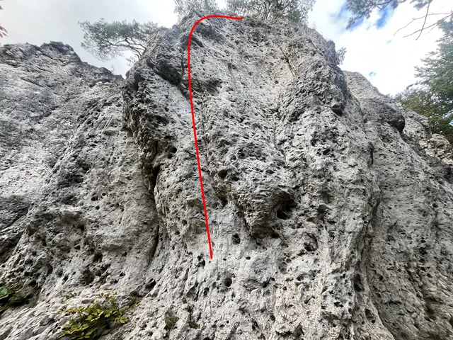 Weiß der Geier