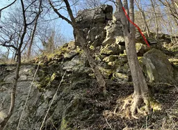 Gekoní