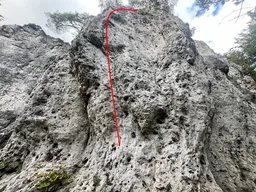 Weiß der Geier