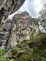 Il richiamo della foresta