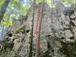 Züchtige Elfe