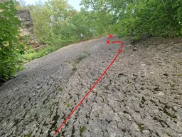 Růže na skládce