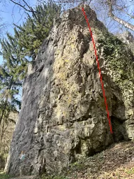 Březová koruna