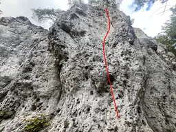 Kiefernverschneidung