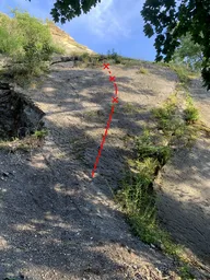 Bažant na plotně